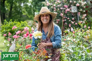 Fanática de las rosas, empezó con tres plantas y ya tiene unos 700 rosales en su chacra de Zárate