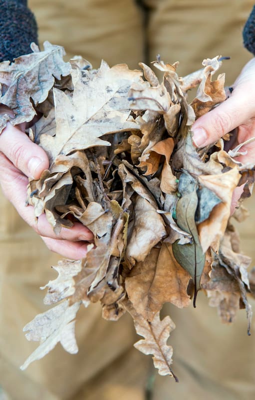 Las verdaderas razones para no tirar las hojas secas del otoño