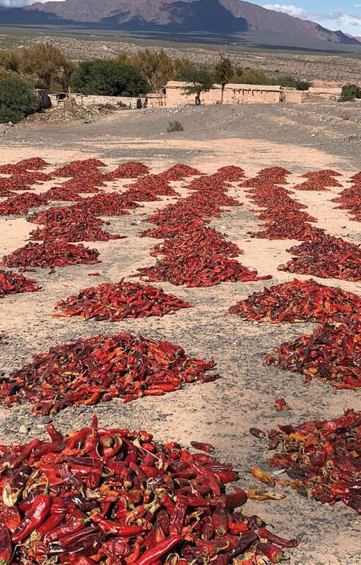 Valles Calchaquíes: una parada en el "Pimiento tour"