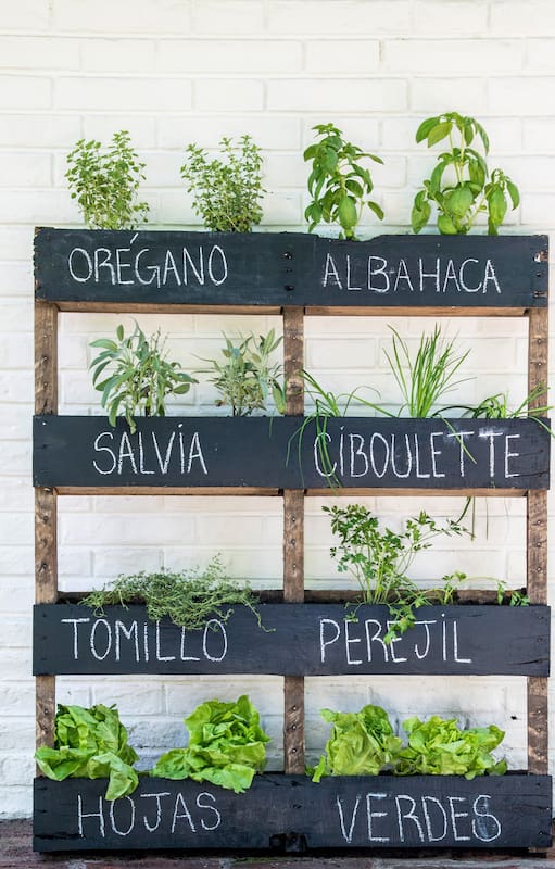 Hierbas que curan: 7 ejemplos inspiradores para armar una farmacia natural en el balcón