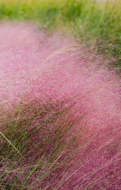 La gramínea que todos quieren tiene floración rosada y es muy fácil de cuidar