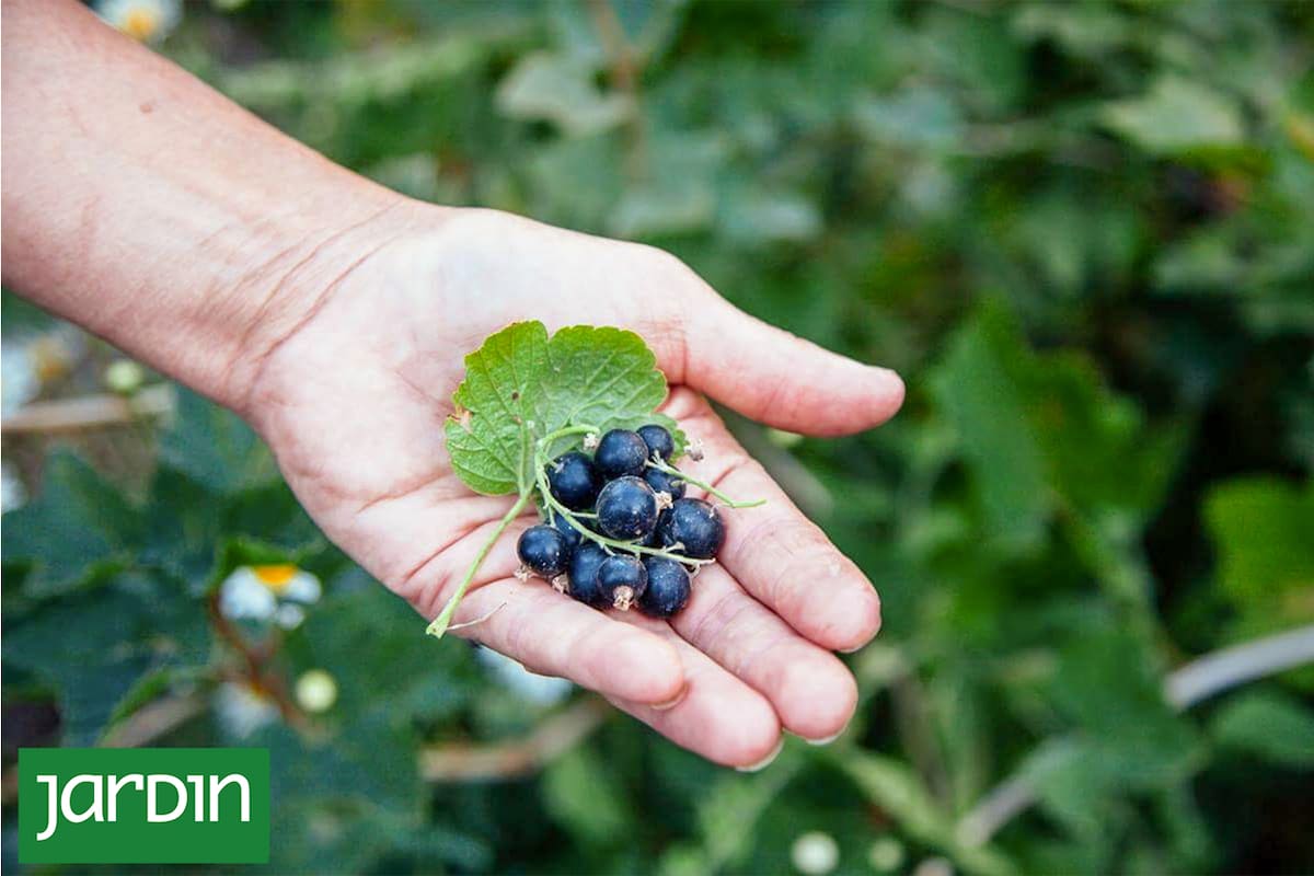Casis: La fruta protectora del organismo que contiene tres veces más vitamina C que la naranja