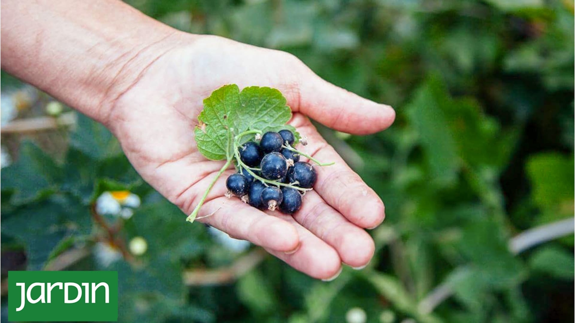 Casis: La fruta protectora del organismo que contiene tres veces más vitamina C que la naranja