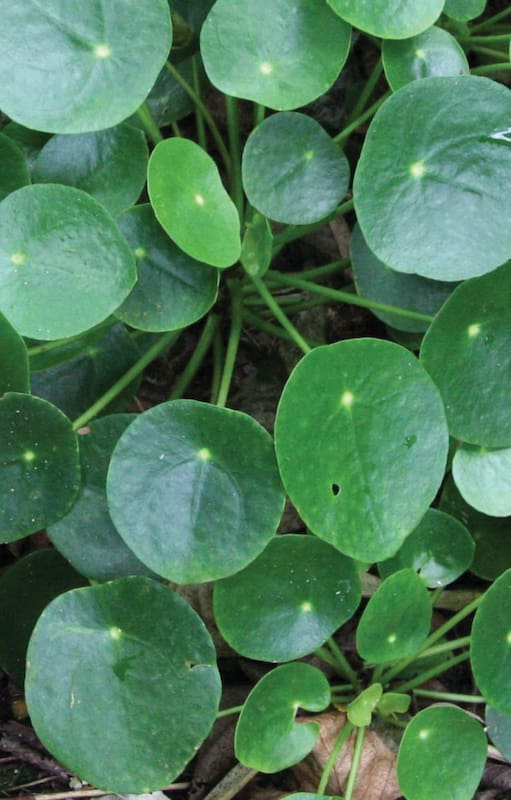 Pilea, la planta de moda que muchos quieren y pocos consiguen