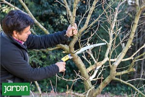 Qué tipos de poda existen, cómo hacerlo y qué plantas lo necesitan