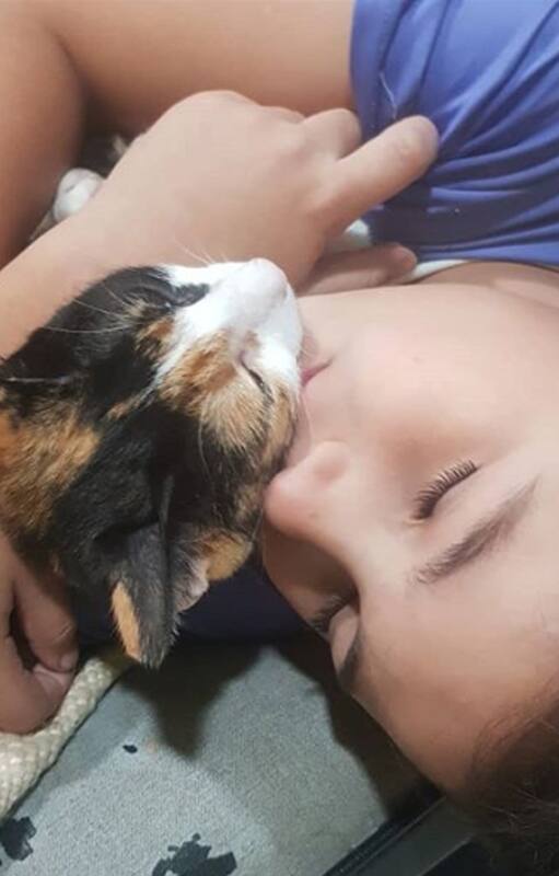 Tiene 10 años y es el anfitrión de un hotel boutique para gatos