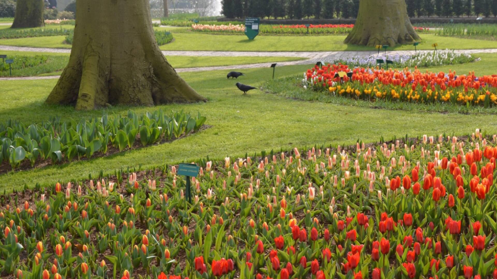 Un recorrido por el jardín de tulipanes más grande del mundo