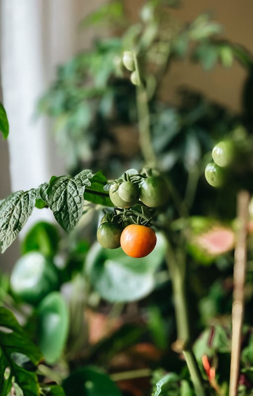 Huerta en casa: cinco verduras que podés cultivar en macetas