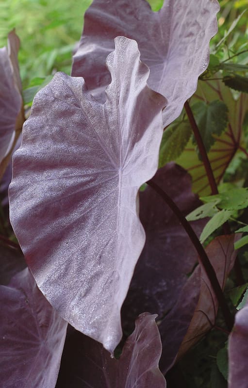 Plantas moradas: cómo usarlas en borduras, macizos o como cubresuelos