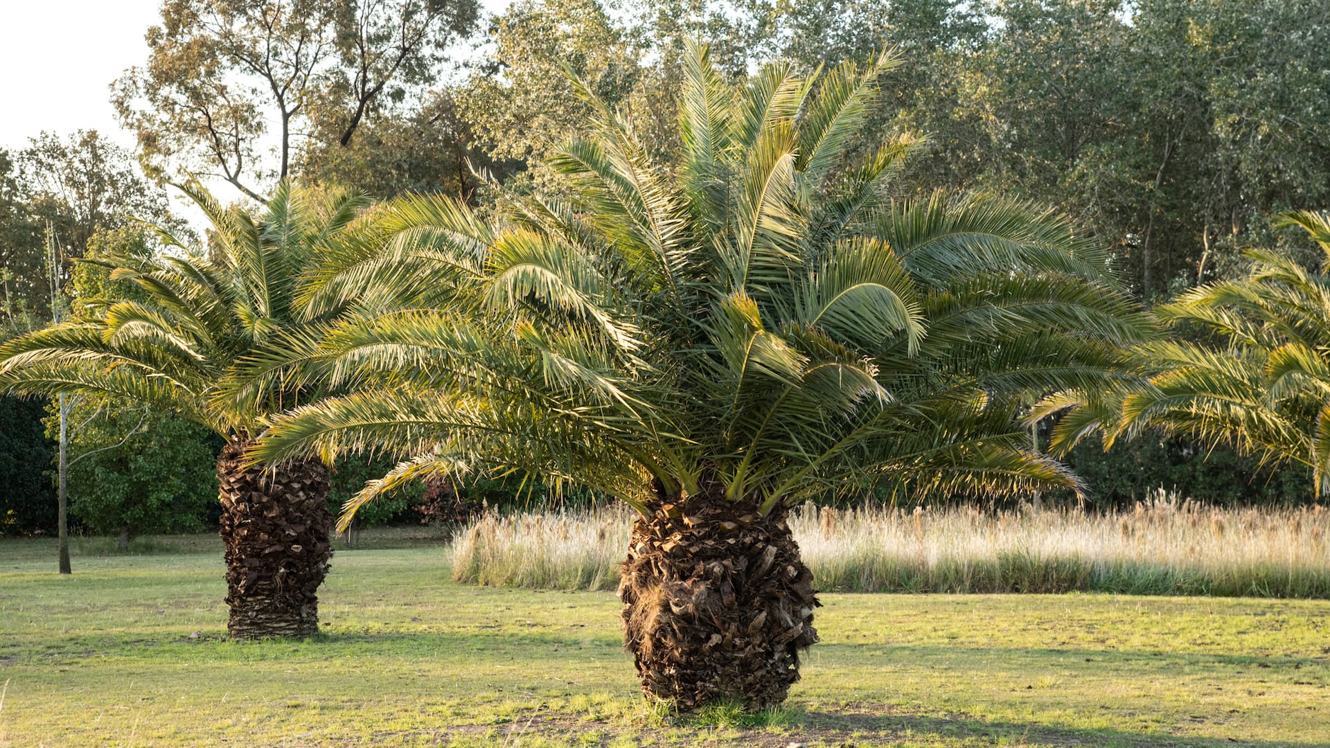 10 plantas que limpian el aire para mantener el jardín libre de toxinas, químicos y metales.