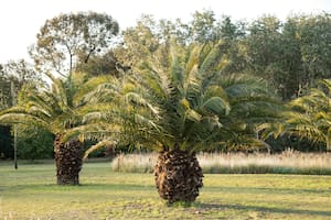 10 plantas que arman en tu jardín un escudo protector contra la contaminación