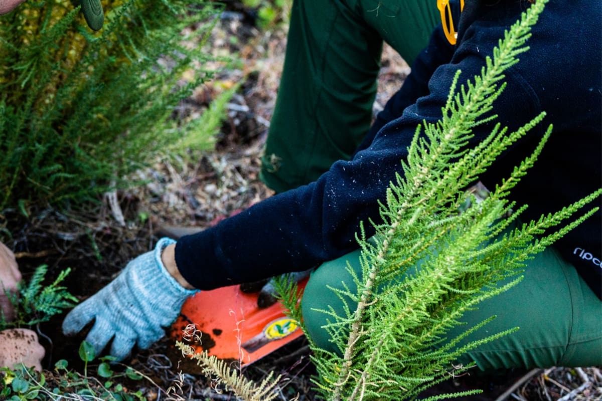 Plantaron 11.500 árboles para recuperar un bosque incendiado en Chubut