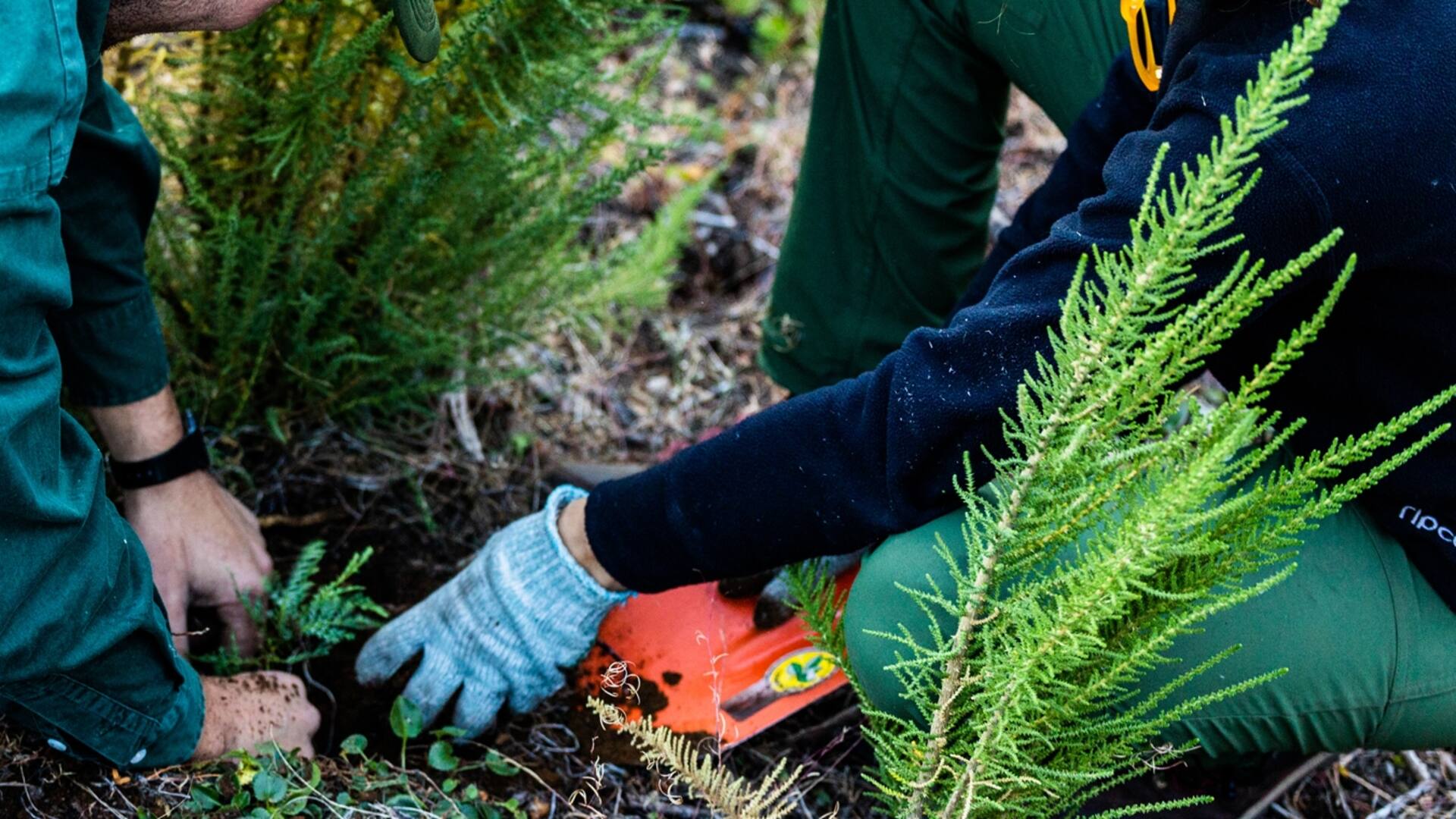 Plantaron 11.500 árboles para recuperar un bosque incendiado en Chubut