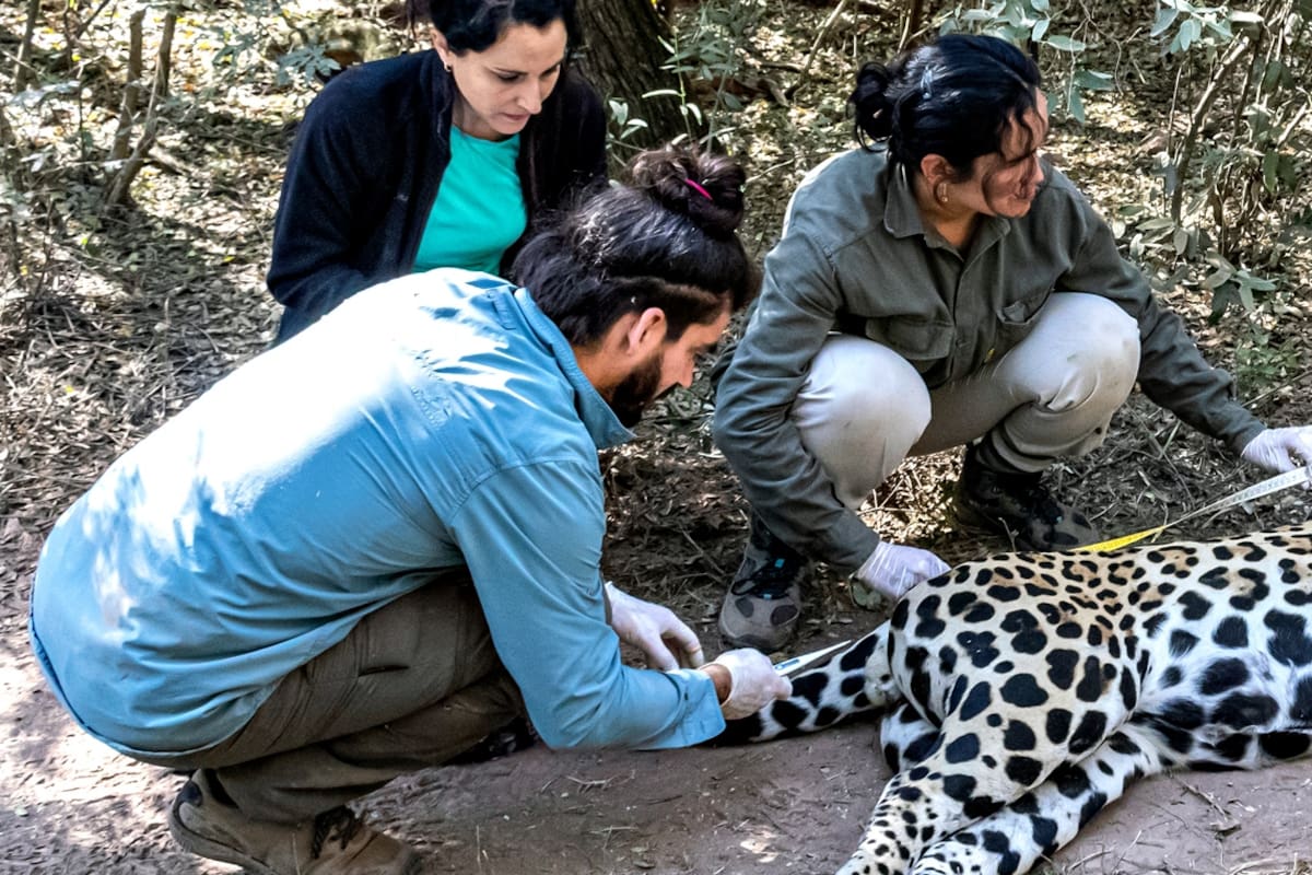Rewilding: cuáles son las especies que se salvaron de la extinción en la Argentina