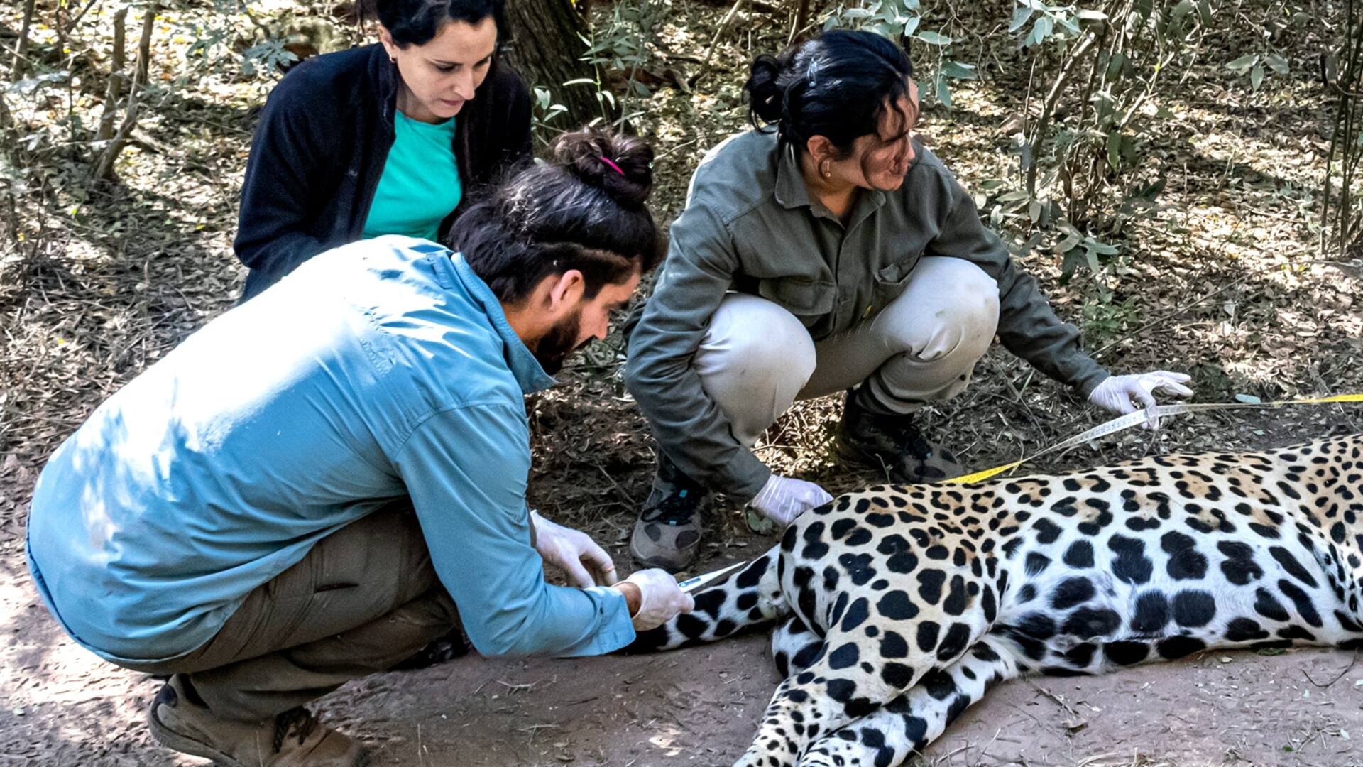 Rewilding: cuáles son las especies que se salvaron de la extinción en la Argentina