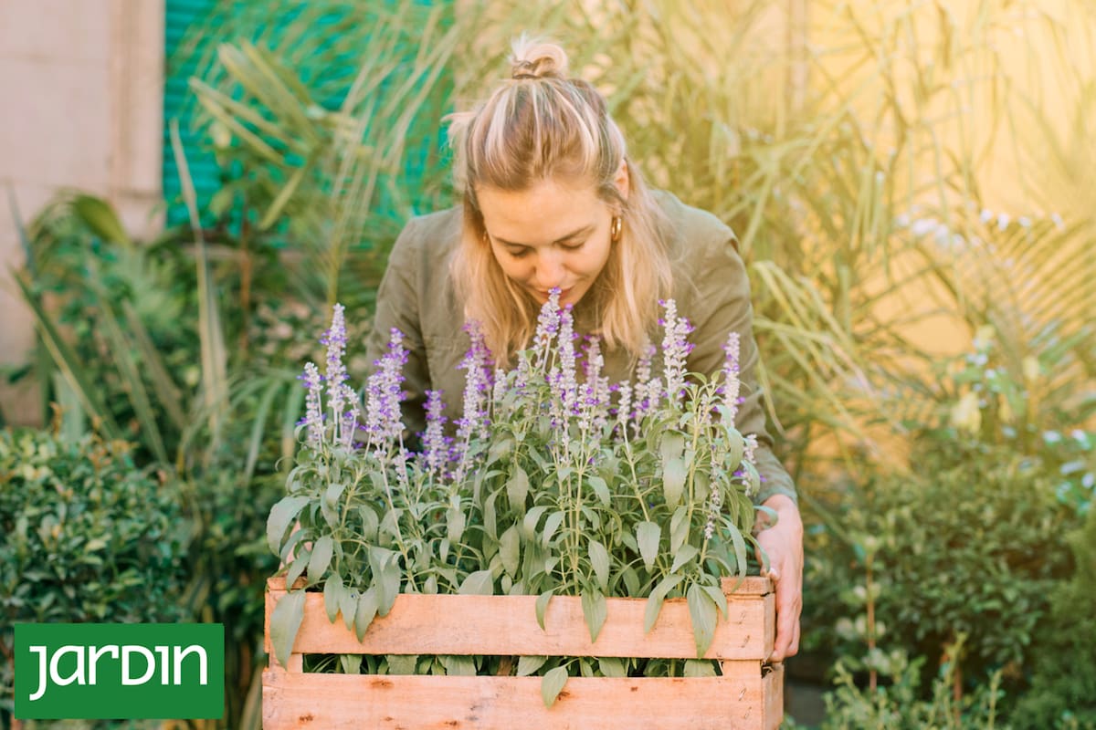 Una a una, todas las claves para transformar tu jardín en un festín para el olfato