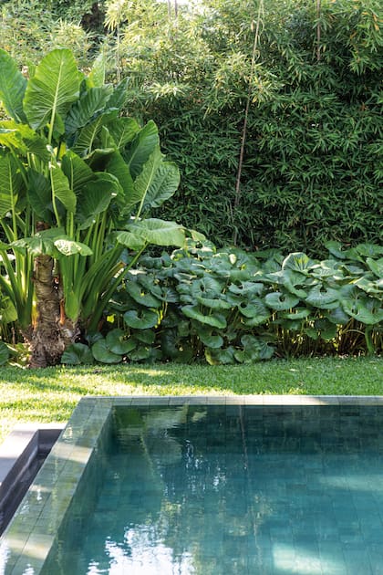 Plantas Tropicales Exterior () Plantas Tropicales Exterior