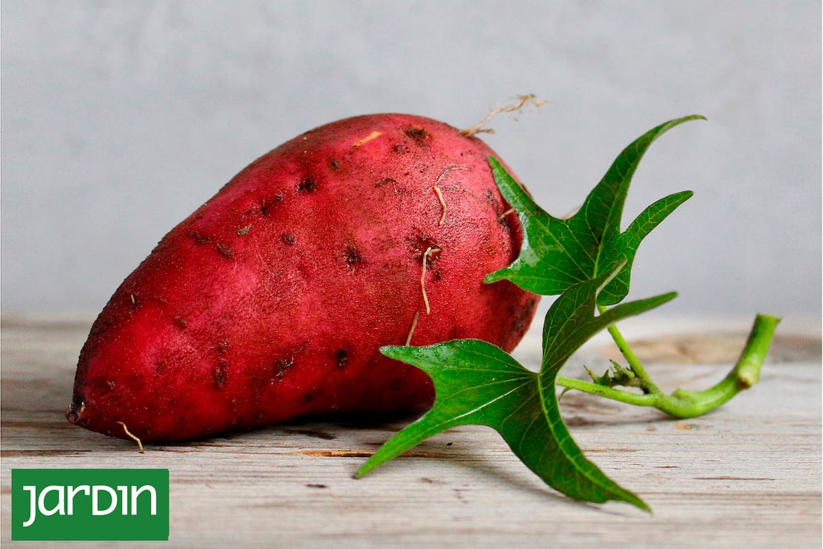 En tu casa: cómo cultivar batatas aunque cuentes con muy poco espacio