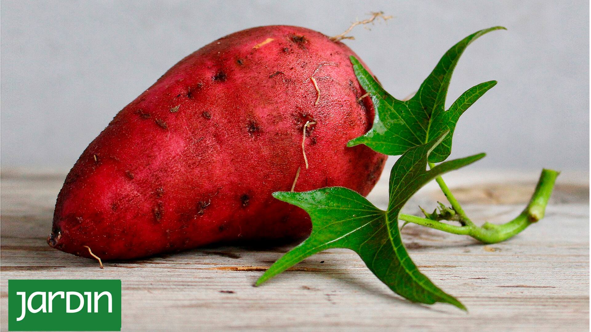 En tu casa: cómo cultivar batatas aunque cuentes con muy poco espacio