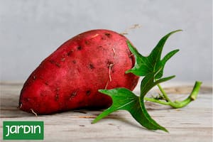 Una verdura llena de vitaminas que podés cultivar en tu cocina