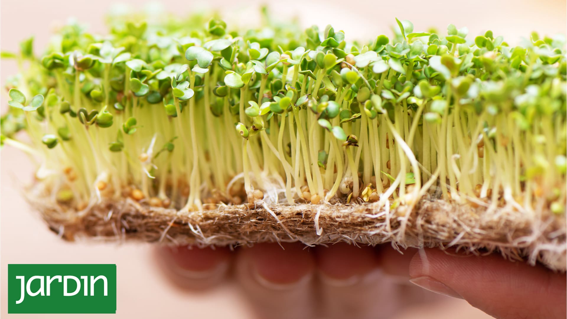 Brotes y microverdes, las súper ensaladas que se cosechan en menos de una semana