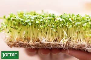 Las súper ensaladas que se cosechan en menos de una semana