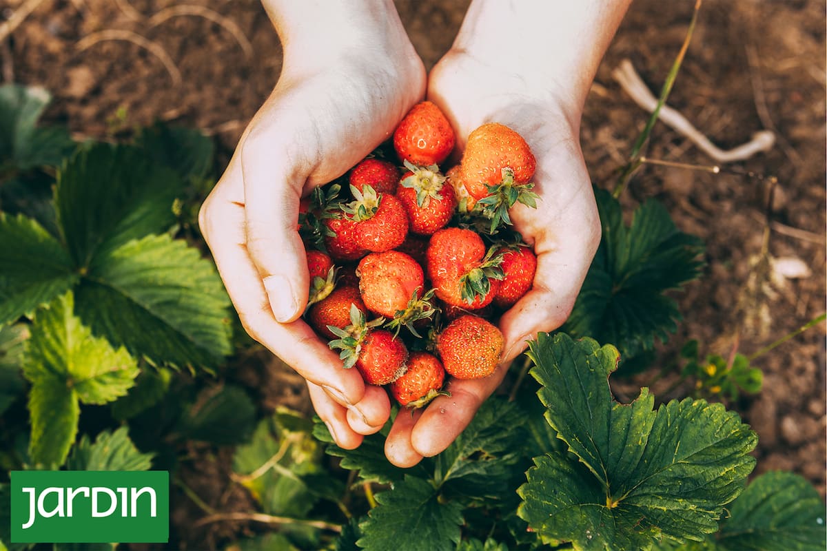 Frutillas: la guía práctica y fácil para cultivarlas en tu casa