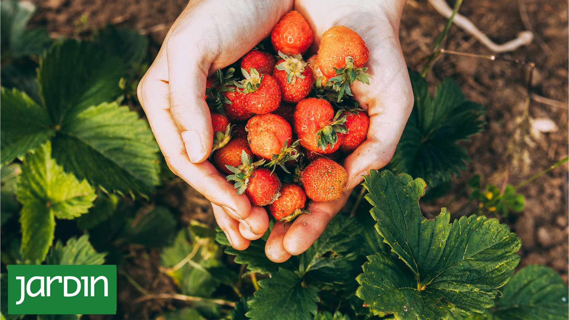 Frutillas: la guía práctica y fácil para cultivarlas en tu casa