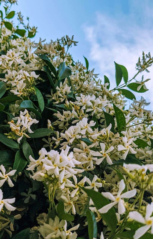 Descubrí el truco infalible para que tus jazmines exploten de flores esta primavera