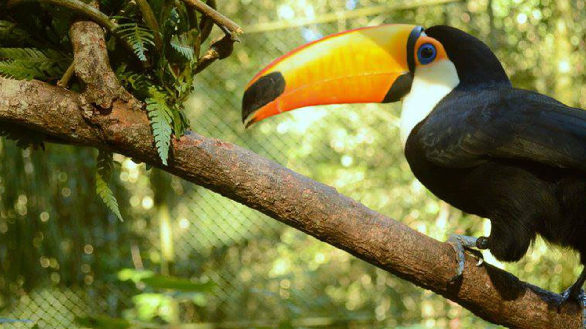 Gegé, el tucán víctima del tráfico de fauna que lloró hasta regresar a la selva