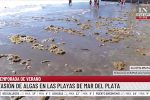 Invasión de algas en las playas de Mar del Plata; ¿cuándo se van?