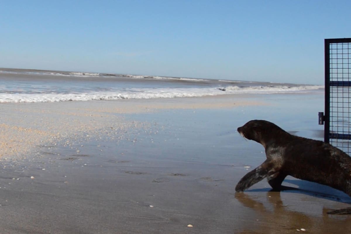 Vuelven al mar tres lobos marinos rescatados en el Partido de la Costa
