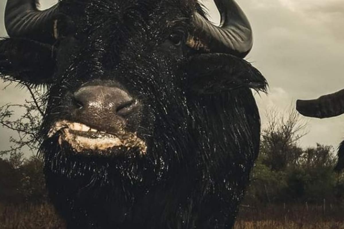 Dos búfalos fueron liberados del zoológico y se convirtieron en amigos inseparables