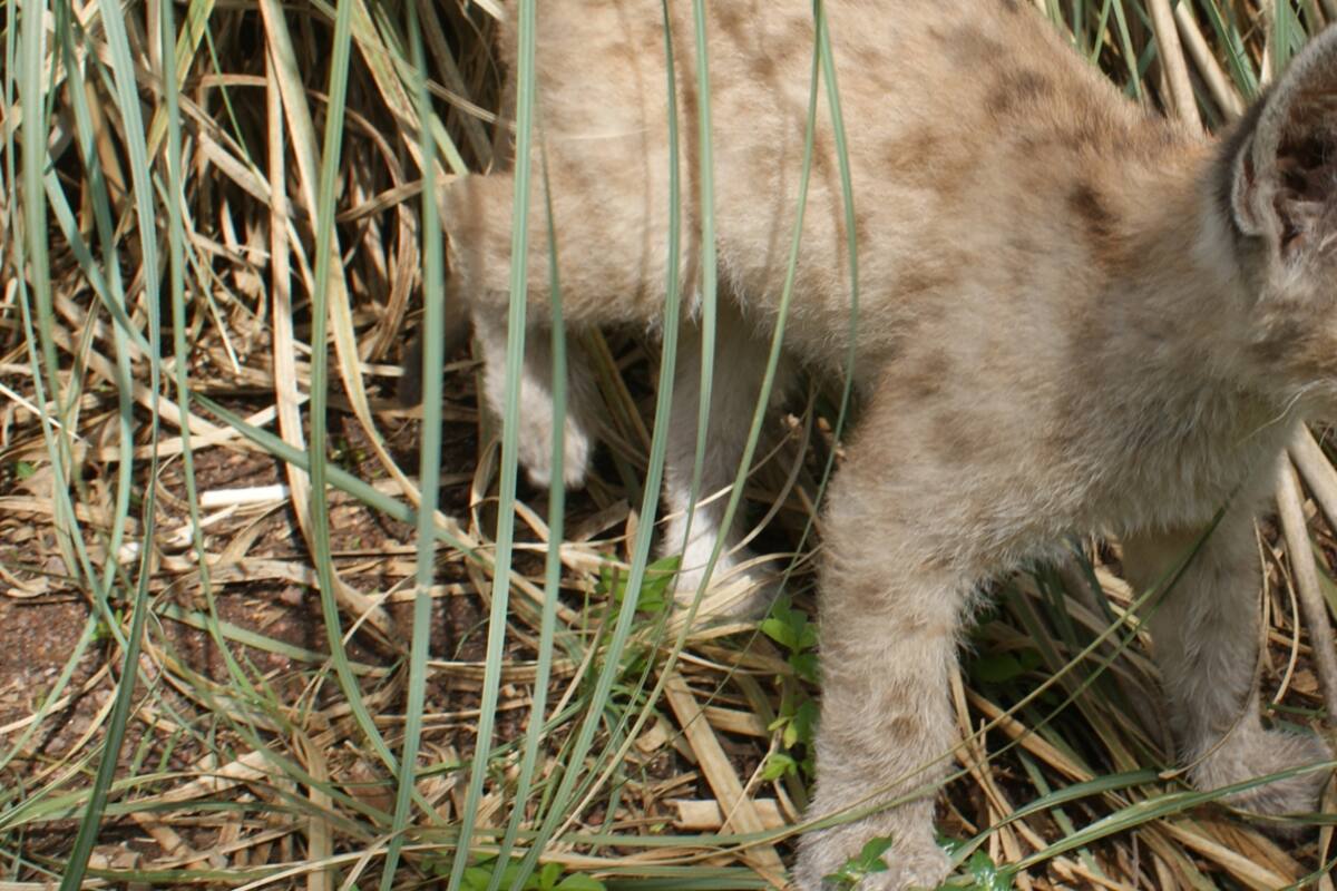 Cachorro de puma. Mataron a palazos a su mamá y recibieron una increíble lección