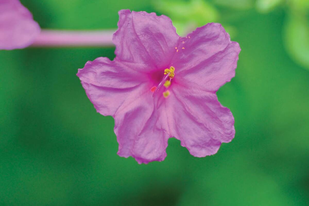 ¿Las plantas se mueven? Cómo es la sutil danza hacia la supervivencia