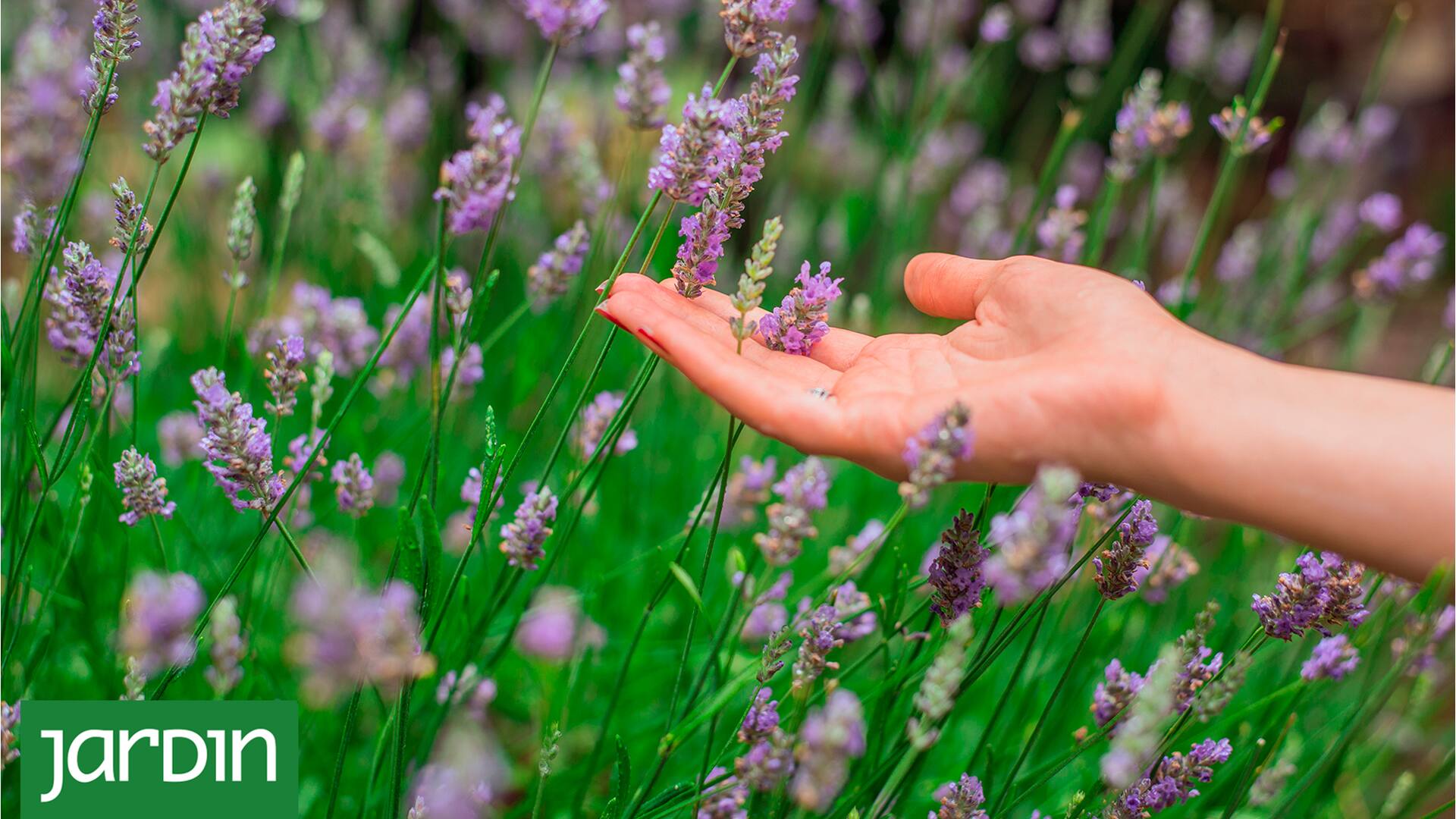 5 consejos infalibles para lograr el jardín perfumado que siempre soñaste