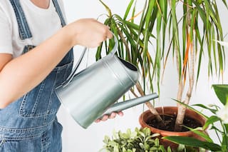 Estos son los errores más comunes que hacen que nuestras plantas decaigan o incluso mueran