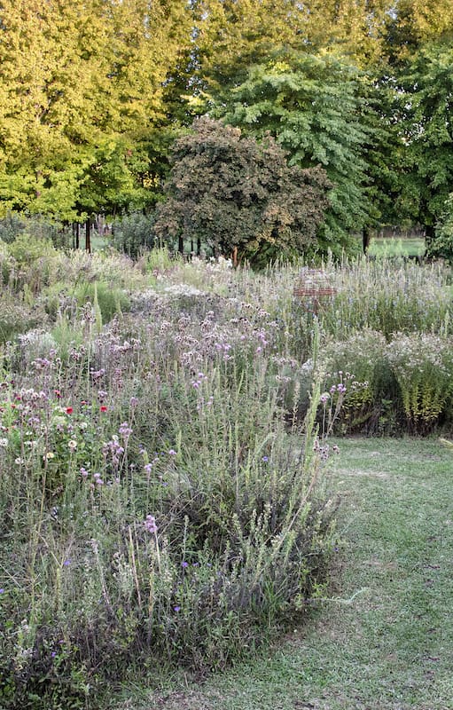 10 plantas fáciles para un jardín silvestre