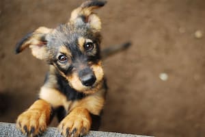 Día del Perro Callejero: ¿Por qué se celebra el 27 de julio en todo el mundo?