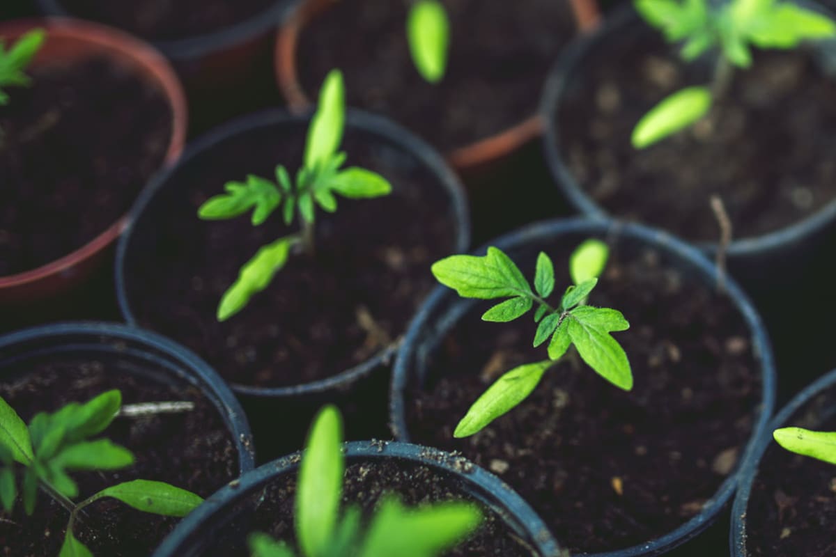 Huerta en casa: cinco verduras que podés cultivar en macetas