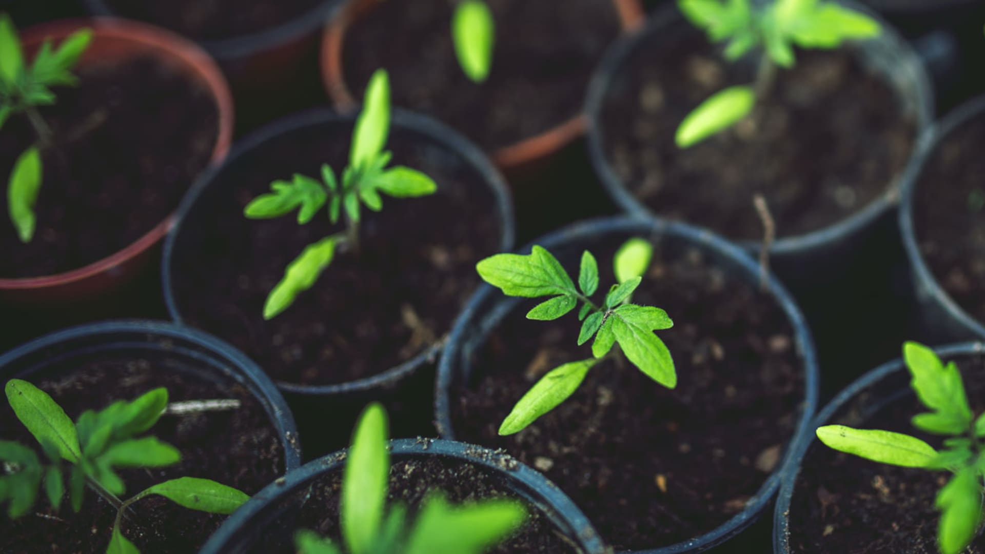 Huerta en casa: cinco verduras que podés cultivar en macetas