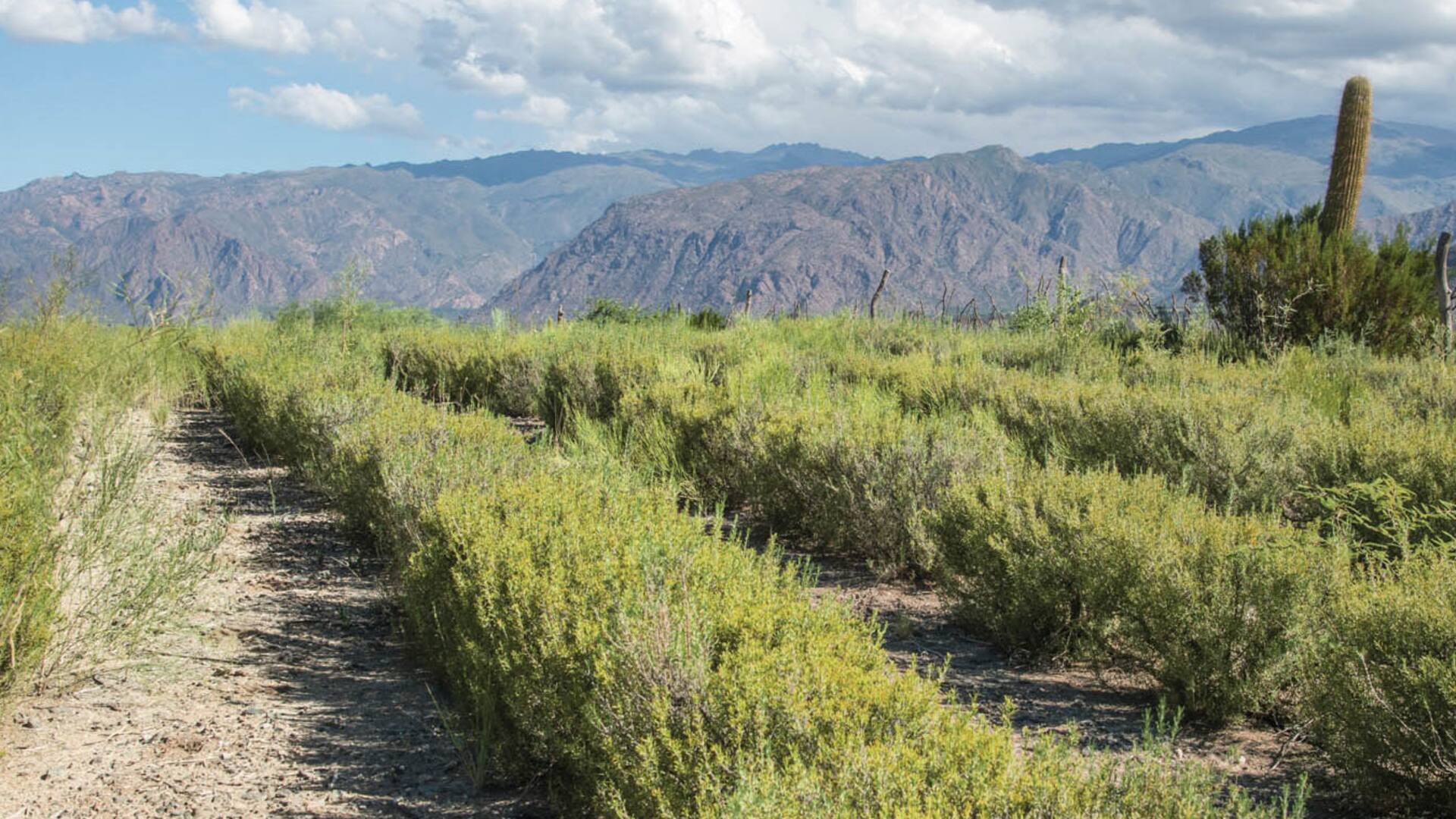 La Armonía, un campo de plantas aromáticas inspirado en la Provenza