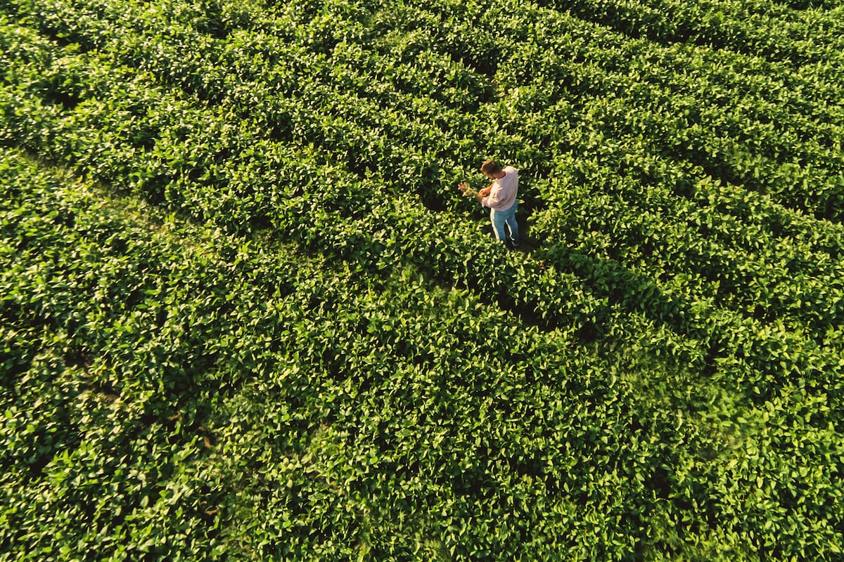 Cuáles son los seguros agropecuarios más innovadores