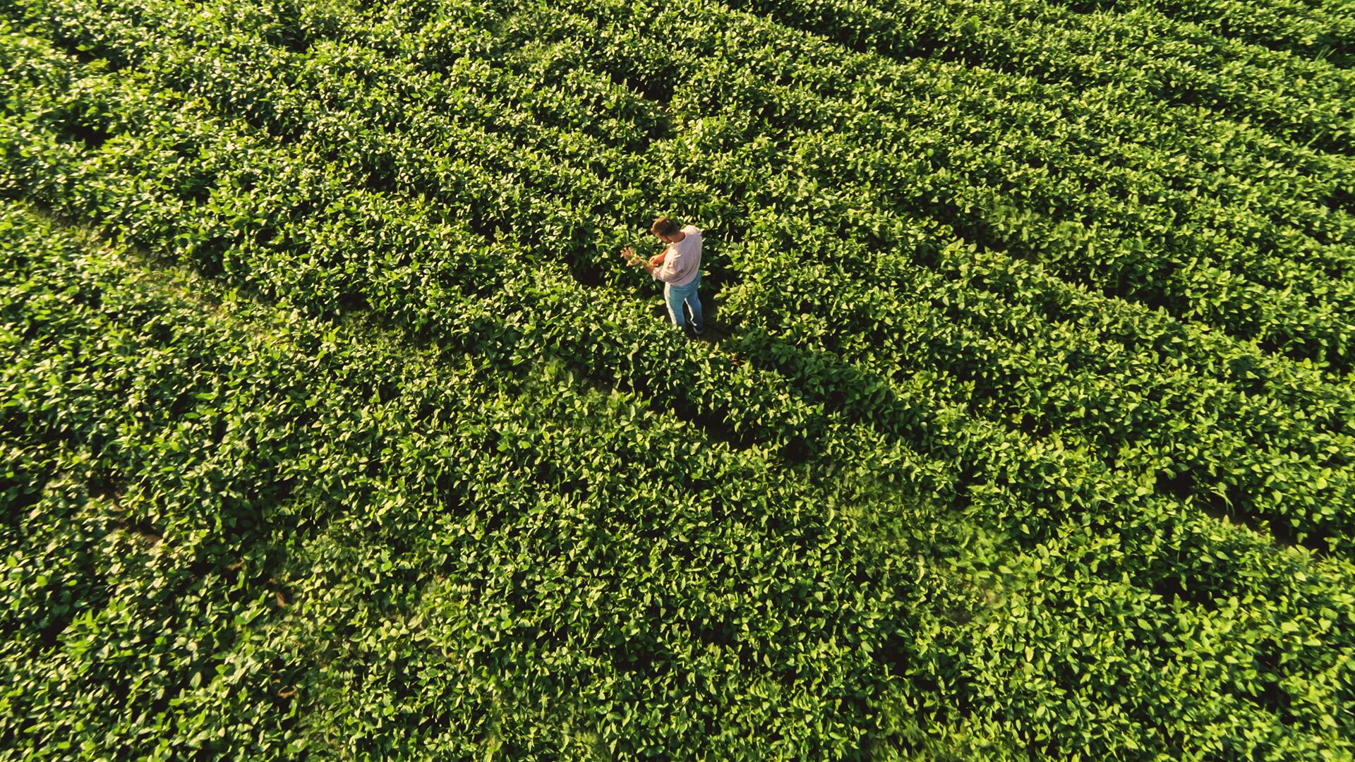 Cuáles son los seguros agropecuarios más innovadores