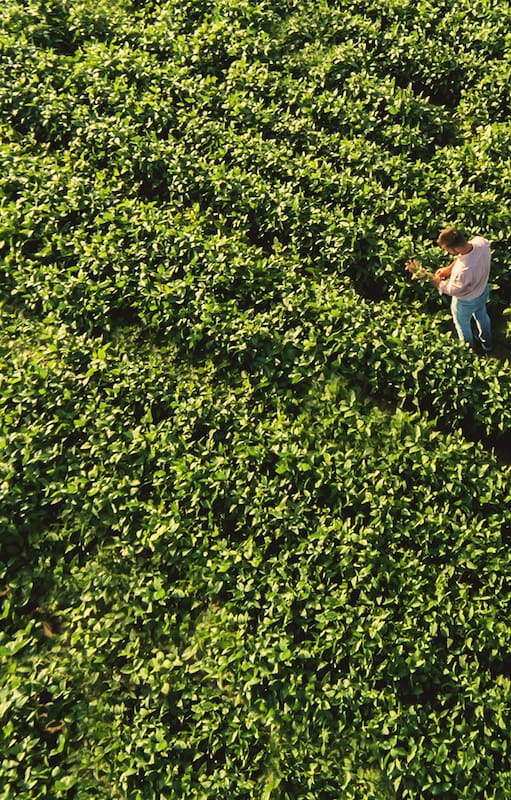 Cuáles son los seguros agropecuarios más innovadores