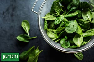 El superalimento que resuelve la dupla difícil de conseguir, y puede cultivarse en casa