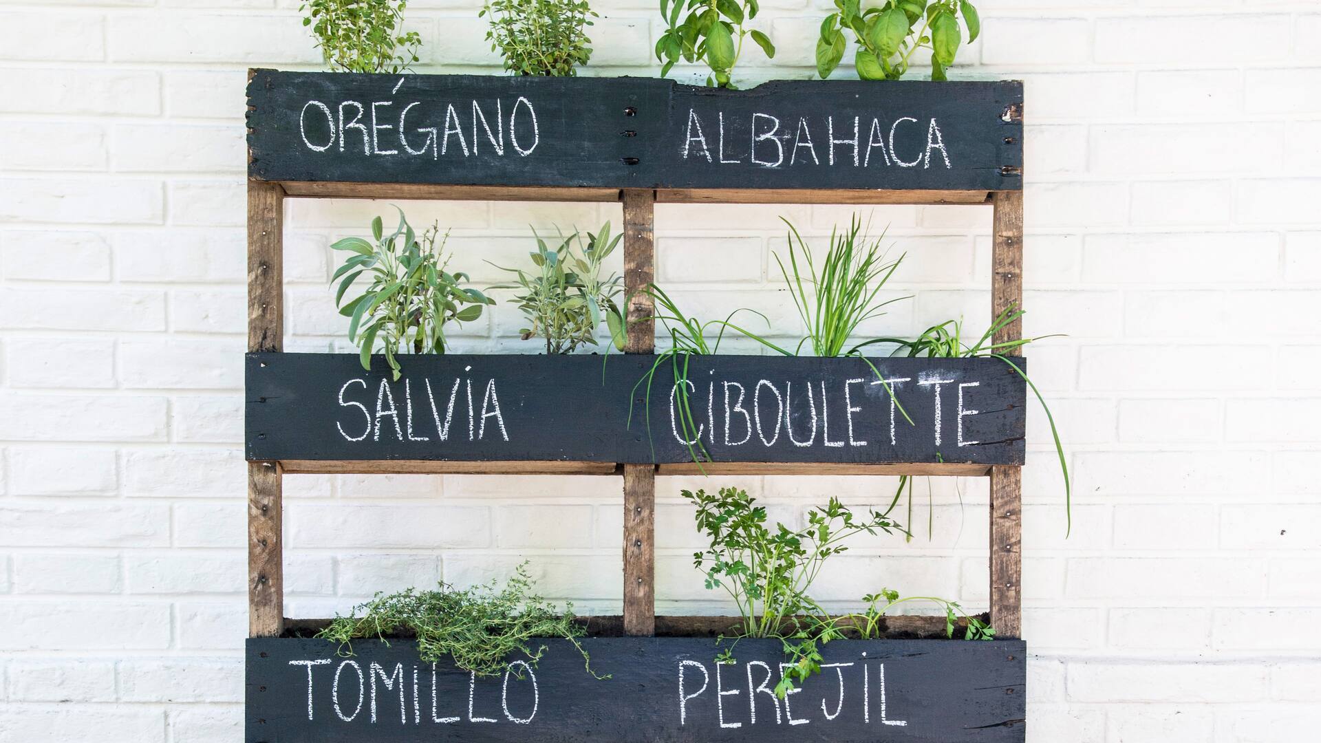 Hierbas que curan: 7 ejemplos inspiradores para armar una farmacia natural en el balcón