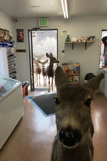 Un ciervo entró en una tienda de comestibles...y regresó con una sorpresa