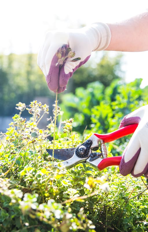 El secreto muy simple para que las aromáticas crezcan más y sean más ricas