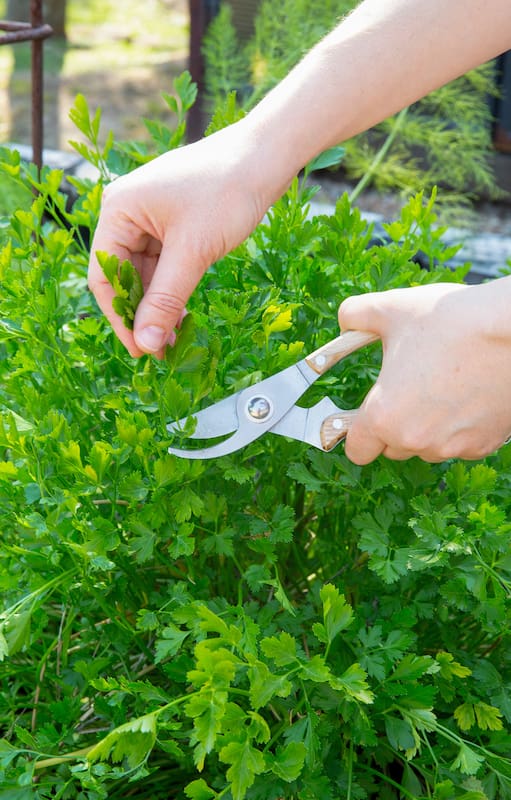 Perejil, la aromática que no puede faltar en ninguna huerta y tiene mil usos en la cocina